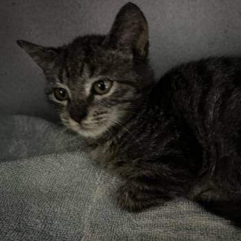 Domestic Short Hair Cats Available for Adoption - Anton | PetCurious