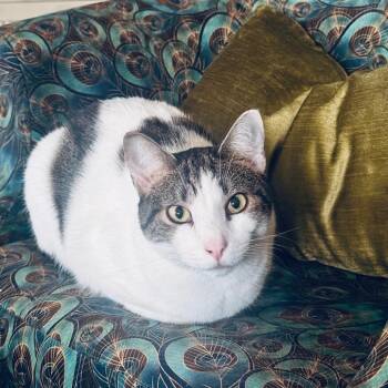 Domestic Short Hair Cats Available for Adoption in Baltimore, Maryland - Snickers | PetCurious