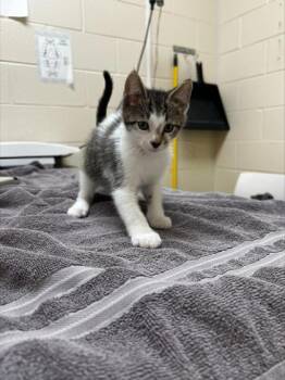 Rumi -  Domestic Short Hair Cat for Adoption in Westland, Michigan - Rumi | PetCurious