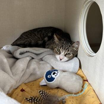 Robbie -  Domestic Short Hair Cat for Adoption in Conway, New Hampshire - Robbie | PetCurious