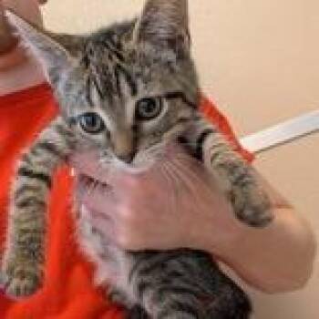 Domestic Short Hair Cats Available for Adoption - Doodle | PetCurious