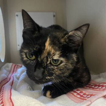 Rescue Domestic Short Hair Cats for Adoption in Gloucester, Virginia - Trinity | PetCurious