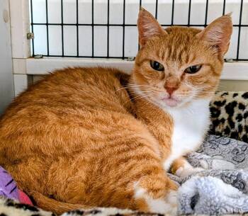 Sweet Pea -  Domestic Short Hair Cat Available for Adoption in St. Augustine, Florida - Sweet Pea | PetCurious