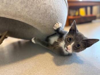 Hoggle -  Domestic Short Hair Cat for Adoption in North Royalton, Ohio - Hoggle | PetCurious