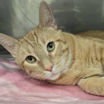Izzy -  Domestic Short Hair Cat for Adoption in Mount Carmel, Illinois - Izzy | PetCurious