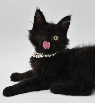Peekaboo (One Eye Fluff Ball) -  Domestic Long Hair Cat for Adoption in Mobile, Alabama - Peekaboo (One Eye Fluff Ball) | PetCurious