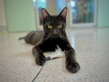 Quartzville -  Domestic Short Hair Cat for Adoption in Portland, Oregon - Quartzville | PetCurious