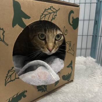 Domestic Short Hair Cats Available for Adoption in St. Louis, Missouri - Sassie | PetCurious