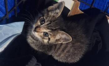 THUMPER -  Domestic Short Hair Cat for Adoption in San Antonio, Texas - THUMPER | PetCurious