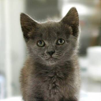 Tulip -  Domestic Medium Hair Cat for Adoption in Chapel Hill, North Carolina - Tulip | PetCurious