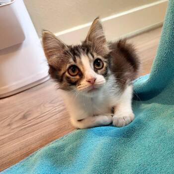 Buzz -  Domestic Short Hair Cat for Adoption in Houston, Texas - Buzz | PetCurious