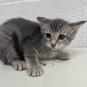Domestic Short Hair Cats Available for Adoption in Edinburg, Texas - Chi | PetCurious