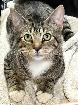 Rescue Tabby Cats for Adoption in Lampasas, Texas - Strauss | PetCurious