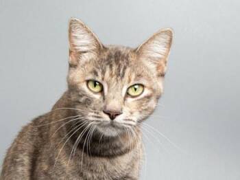 Pepperoni -  Domestic Short Hair Cat for Adoption in Longmont, Colorado - Pepperoni | PetCurious