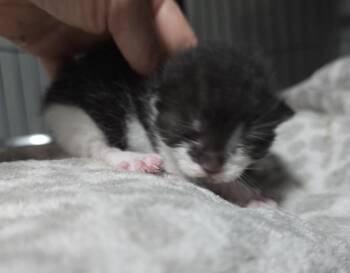 Sheik -  Domestic Short Hair Cat for Adoption in Dickson, Tennessee - Sheik | PetCurious