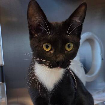 Cicada -  Domestic Short Hair Cat for Adoption in Asheville, North Carolina - Cicada | PetCurious