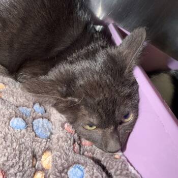 Rescue Domestic Short Hair Cats for Adoption in Port Charlotte, Florida - Pepper | PetCurious