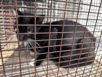 A657464 -  Domestic Short Hair Cat for Adoption in Houston, Texas - A657464 | PetCurious