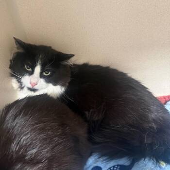 Domestic Long Hair Cats Available for Adoption in Great Falls, Montana - Sly | PetCurious