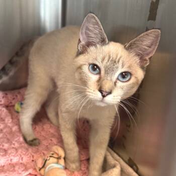 Rescue Siamese and Domestic Medium Hair Cats for Adoption in Los Angeles, California - Fancy | PetCurious