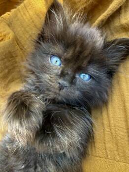 Bennie -  Domestic Short Hair Cat for Adoption in Fruit Heights, Utah - Bennie | PetCurious