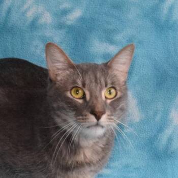 Domestic Short Hair Cats Available for Adoption in Eureka, California - Gravy | PetCurious