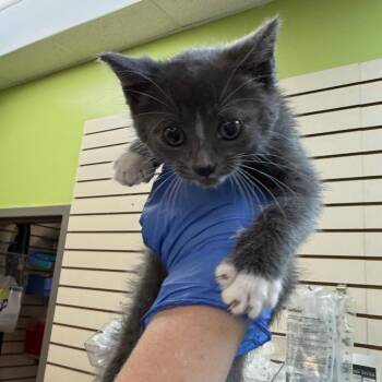 Mousse -  Domestic Short Hair Cat for Adoption in Lynchburg, Virginia - Mousse | PetCurious