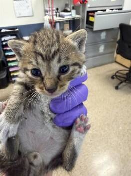 Domestic Short Hair Cats Available for Adoption in Doral, Florida - EROS | PetCurious