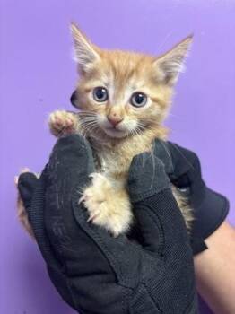 61555494 -  Domestic Short Hair Cat for Adoption in El Paso, Texas - 61555494 | PetCurious