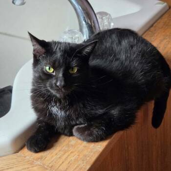 Obsidian  Wood 55814 -  Domestic Short Hair Cat for Adoption in Eaton Rapids, Michigan - Obsidian  Wood 55814 | PetCurious