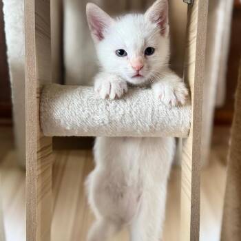 Domestic Short Hair Cats Available for Adoption in Minneapolis, Minnesota - Lulu | PetCurious