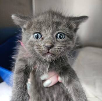 Aioli -  Domestic Short Hair Cat for Adoption in Los Angeles, California - Aioli | PetCurious