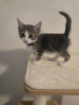 Stanley -  Domestic Short Hair Cat Available for Adoption in Cary, North Carolina - Stanley | PetCurious