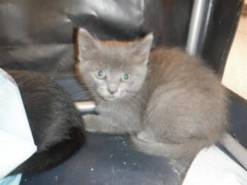 Domestic Short Hair Cats Available for Adoption in San Jose, California - BAILEY | PetCurious