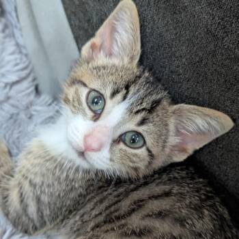 Skip -  Domestic Short Hair Cat for Adoption in Portage, Michigan - Skip | PetCurious