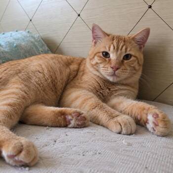Conan -  Tabby Cat for Adoption in Coral Gables, Florida - Conan | PetCurious