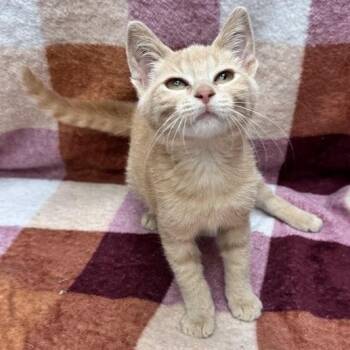 Skylar -  Domestic Short Hair Cat for Adoption in Waterloo, Iowa - Skylar | PetCurious
