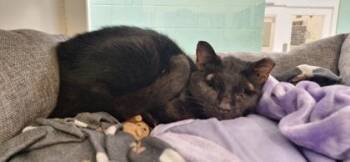 Micco -  Domestic Short Hair Cat for Adoption in Vero Beach, Florida - Micco | PetCurious