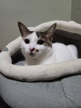 Rescue Domestic Short Hair Cats for Adoption in Grand Rapids, Michigan - Chloe | PetCurious