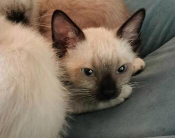 Mantis -  Siamese and Domestic Short Hair Cat for Adoption in Richardson, Texas - Mantis | PetCurious