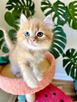 John -  Domestic Long Hair Cat for Adoption in Harrison Township, New Jersey - John | PetCurious