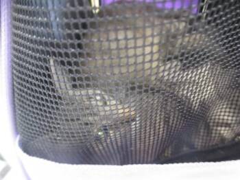 BOBA -  Domestic Short Hair Cat for Adoption in Ocala, Florida - BOBA | PetCurious