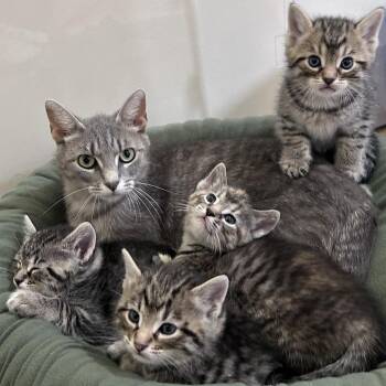 Crouton -  Domestic Short Hair Cat Available for Adoption in Bloomington, Illinois - Crouton | PetCurious