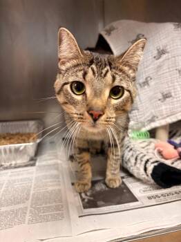 Domestic Medium Hair Cats Available for Adoption in Detroit, Michigan - Beatrice | PetCurious