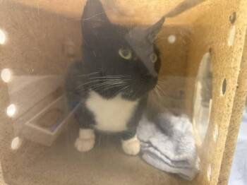 JOEY -  Domestic Short Hair Cat for Adoption in Kent, Washington - JOEY | PetCurious