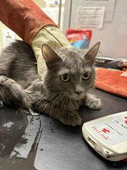 Domestic Medium Hair Cats Available for Adoption in Minneapolis, Minnesota - BOB | PetCurious