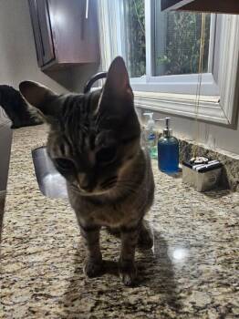 Mooshi -  Domestic Short Hair and Tabby Cat for Adoption in Livonia, Michigan - Mooshi | PetCurious
