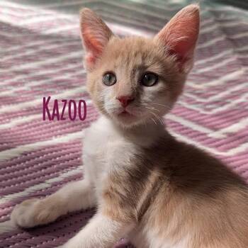 Kazoo -  Domestic Short Hair Cat for Adoption in Flagstaff, Arizona - Kazoo | PetCurious