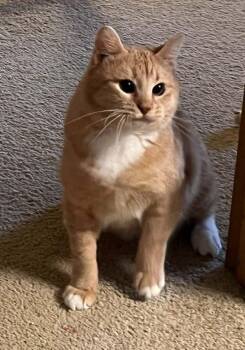 Domestic Short Hair Cats Available for Adoption - Baba | PetCurious