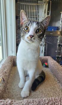 Domestic Short Hair Cats Available for Adoption in Sidney, Ohio - Peanut | PetCurious